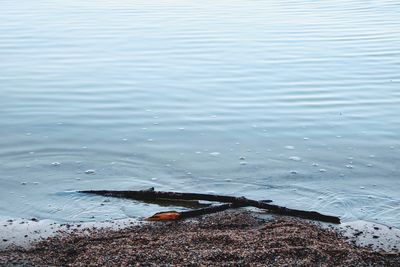 High angle view of ducks in lake