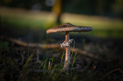 Close-up of mushroom growing in forest
