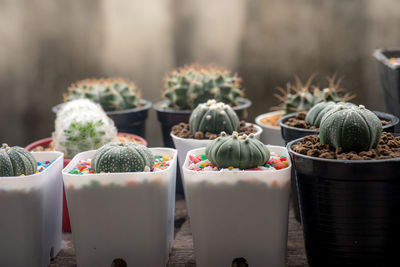 Close-up of potted plants for sale