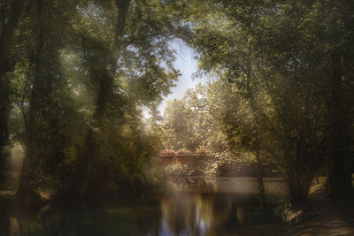 Trees by lake in forest
