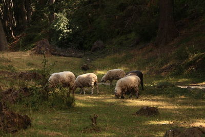 Sheeps in the mountain