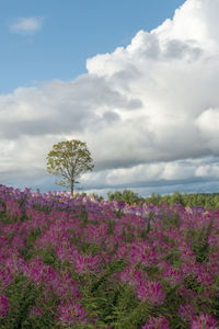 Scenic view of flowering plants on field against sky