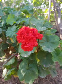 Close-up of red rose blooming outdoors