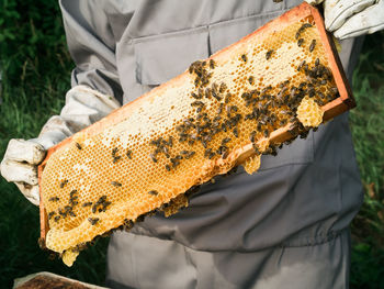 Beekeeper holds