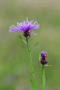 Meadow knapweed, centaurea jacea, with bud in front of a blurred naturally green background.