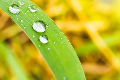 Close-up of raindrops on leaves