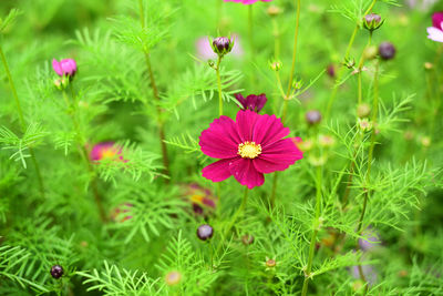 Close-up of pink cosmos flower on field