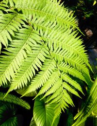 High angle view of fern leaves