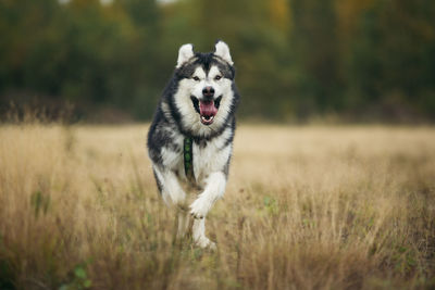 Portrait of dog running on field