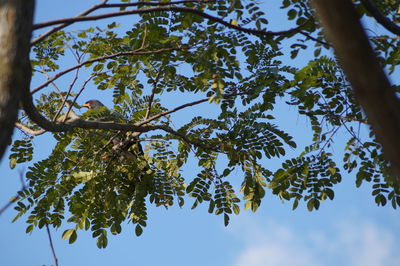 Low angle view of tree against sky