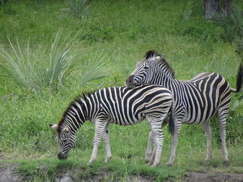 Zebras in a field