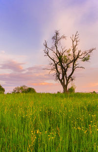 Scenic view of field against sky at sunset