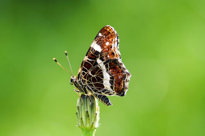 Close-up of butterfly perching on plant