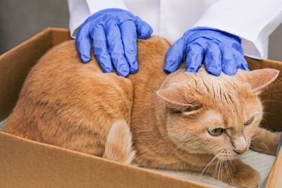 A red-haired cat in a cardboard box is being examined by a veterinarian.