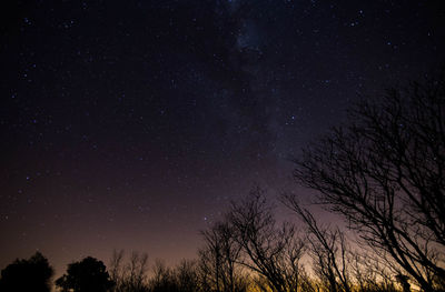 Low angle view of trees against sky at night