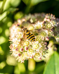 Close-up of bee pollinating on flower