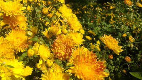 Close-up of yellow flowers blooming outdoors