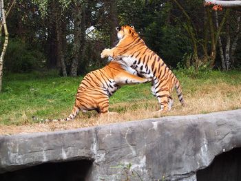 Tiger in zoo