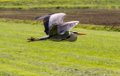 Gray heron flying over field