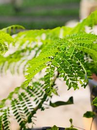 Close-up of fern leaves