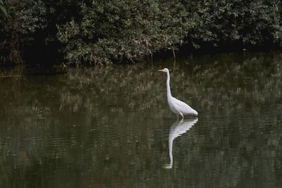 View of a bird in lake