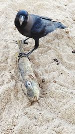 High angle view of bird on sand at beach