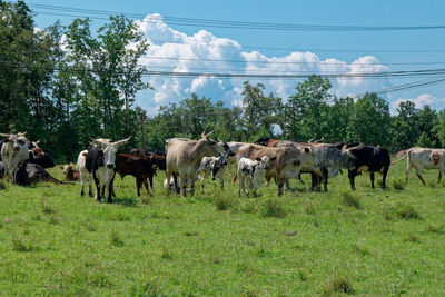 Sheep grazing on field