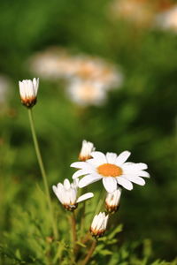 Close-up of white flowering plant on field