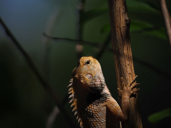 Close-up of lizard