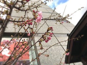 Low angle view of pink flowers on branch