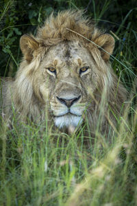 A young male lion is lying in the grass in the shade