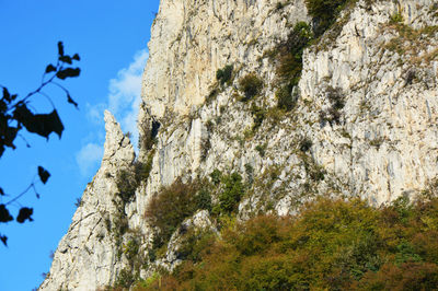 Low angle view of trees on mountain against sky