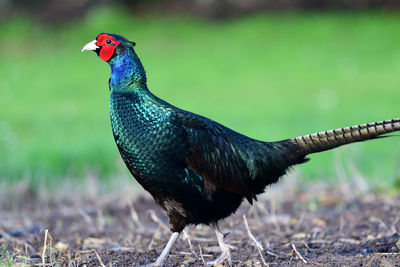 Side view of a melanistic pheasant 
