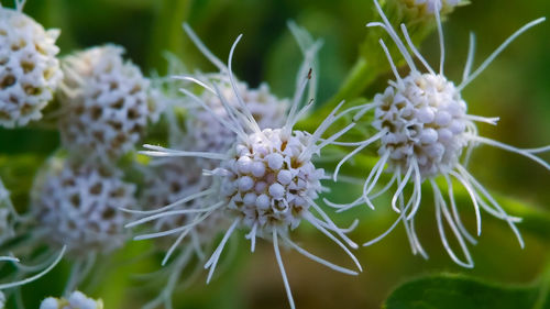 Close-up of white flowers blooming outdoors