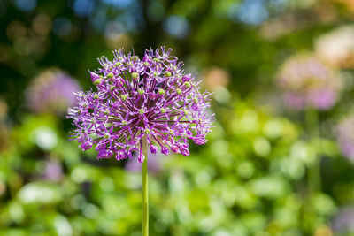 Close-up of pink allium blooming outdoors