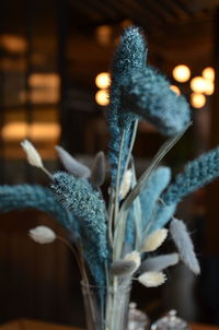 Close-up of flowering plant