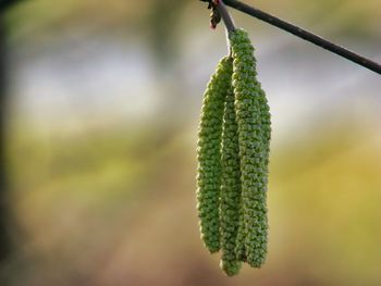 Close-up of fresh green plant