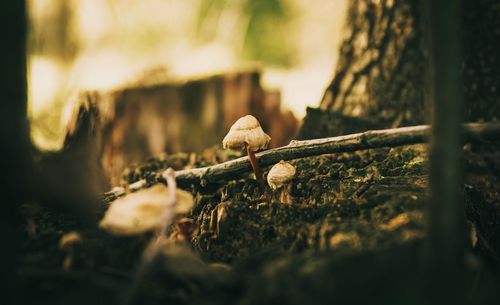 Close-up of mushrooms growing on tree trunk in forest