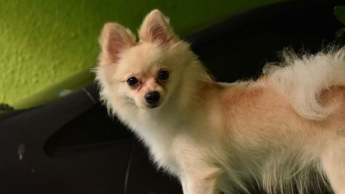 Pomeranian