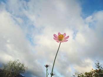 Low angle view of pink flowering plant against sky