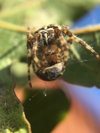 Close-up of spider hunted ladybug