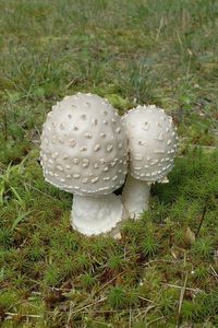 High angle view of mushroom growing on field