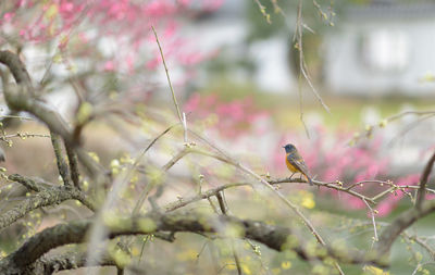 Bird perching on plant