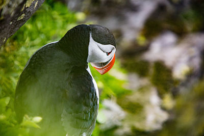 Puffins in the cliffs