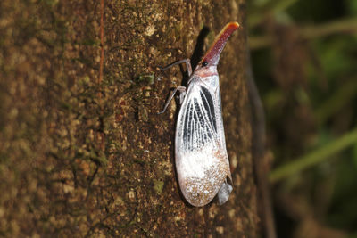 Close-up of butterfly on tree trunk