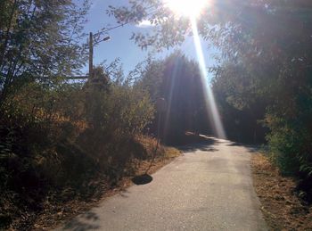 Sunlight streaming through trees growing on sunny day