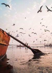 Flock of birds flying over sea