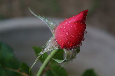 Close-up of wet red flower