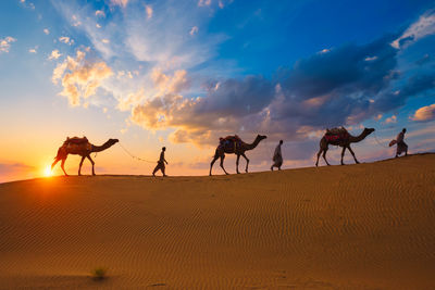Camels walking on sand at desert