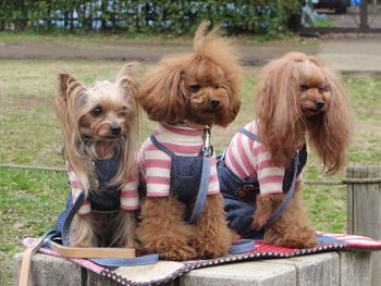 Portrait of dog sitting outdoors